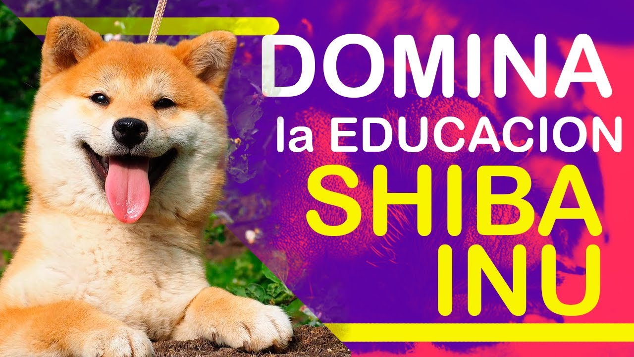 Entrenamiento Del Shiba Inu Consejos Para Motivarlo Y Tener Xito