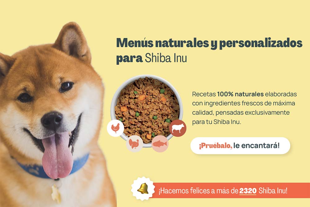 Actividades físicas para tu Shiba Inu: descubre el ejercicio ideal