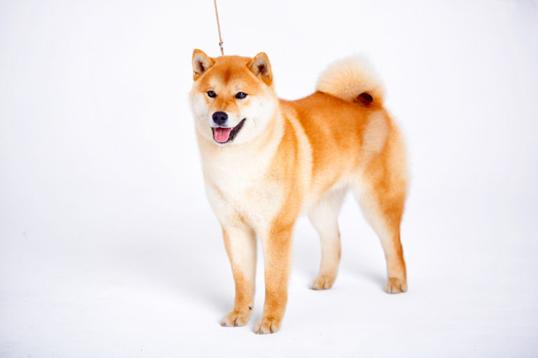 Agility para Shiba Inu: Mejora la salud y el bienestar