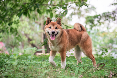 Alimentación saludable para Shiba Inu: Recomendaciones profesionales para problemas de salud