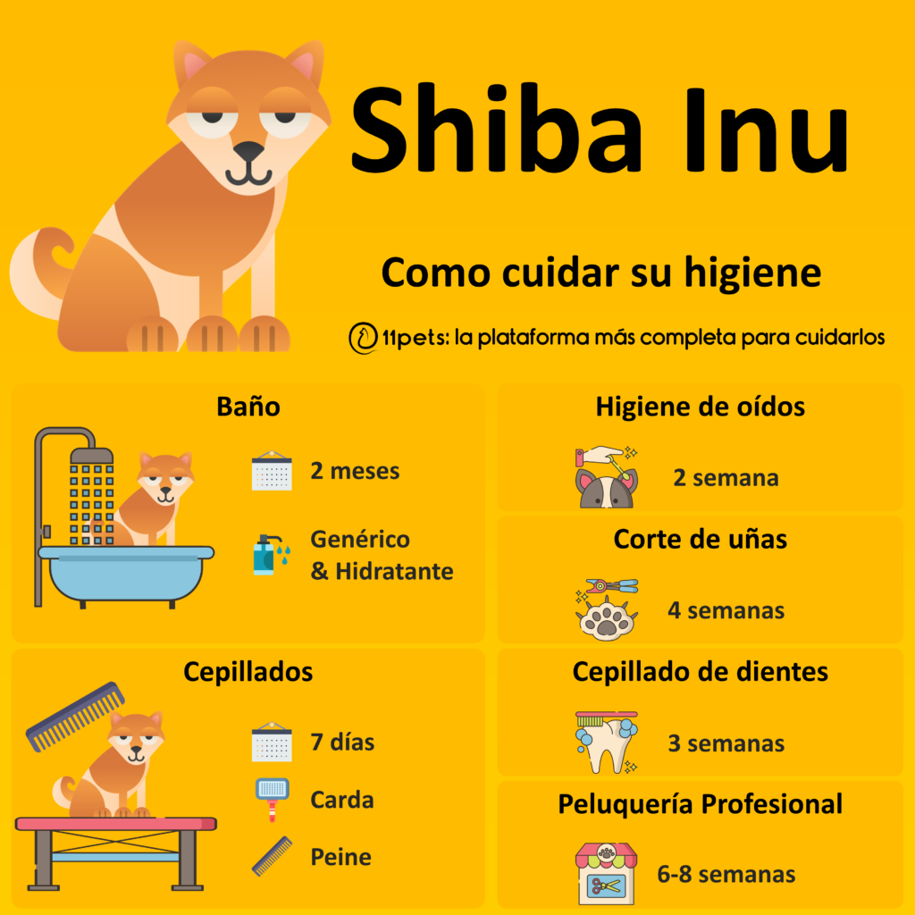 Bañar a tu Shiba Inu: Consejos expertos para cuidado seguro y cómodo