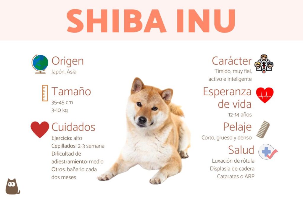 Características físicas de los Shiba: Todo lo que debes saber