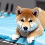 Castrar o esterilizar a tu Shiba Inu: Guía profesional y consciente