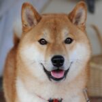 Clases de obediencia para Shiba Inu: Perro educado y feliz