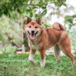 Cómo ejercitar correctamente a un Shiba Inu: consejos y consecuencias