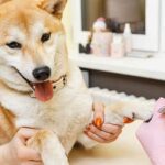 Cómo recortar las uñas de tu Shiba Inu: Recomendaciones profesionales