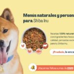 Conoce el peso ideal de tu Shiba Inu: Cuida su salud y nutrición