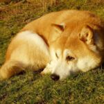 Consejos expertos para caminatas largas con tu Shiba Inu: ¡Precauciones para su bienestar!