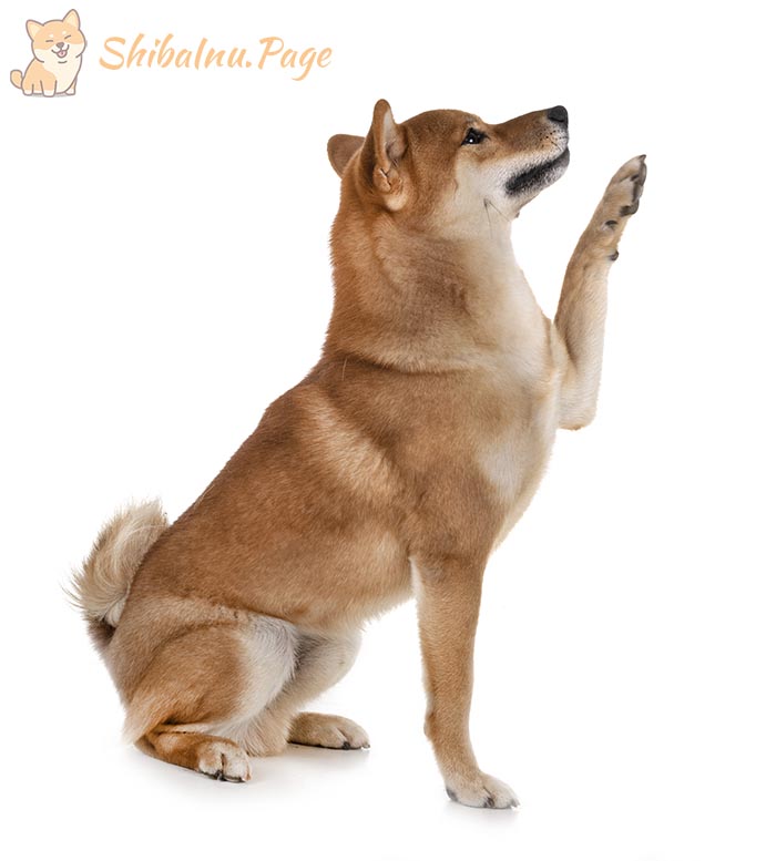 Consejos para dueños de Shiba Inu: Iniciando en carreras de obstáculos