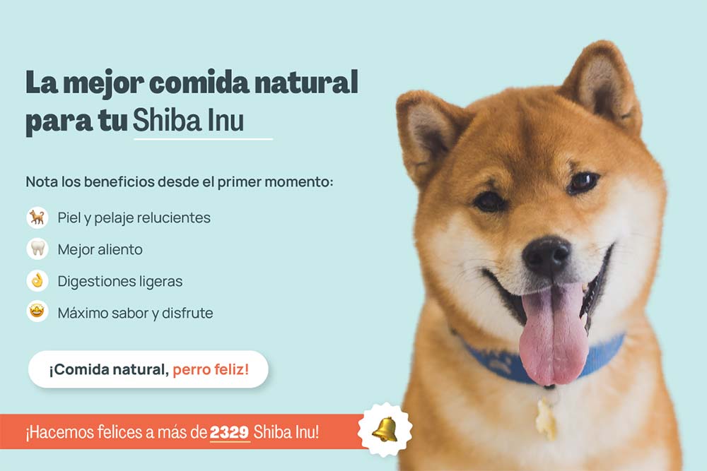 Consejos para evitar la adicción alimentaria en tu Shiba Inu y mantener un peso saludable