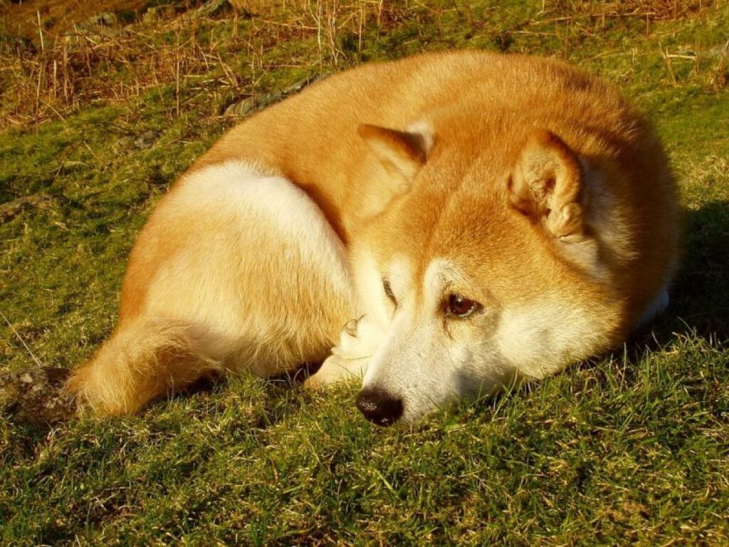 Consejos profesionales para bañar a un Shiba Inu sin problemas de piel