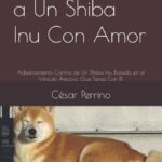 Consejos profesionales para el adiestramiento de perros Shiba Inu