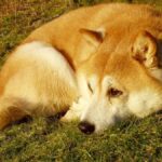 Consejos profesionales para proteger y alegrar a tu Shiba Inu: evita escapes y caza de otros animales