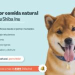 Consejos profesionales para Shiba Inu: Alimentación para su salud y bienestar