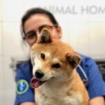 Control de peso para Shiba Inu: Veterinario especializado para una salud óptima