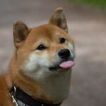 Controla la agresividad de tu Shiba Inu: Consejos efectivos