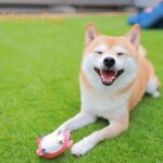 Criar a tu Shiba Inu: Pautas profesionales para su socialización