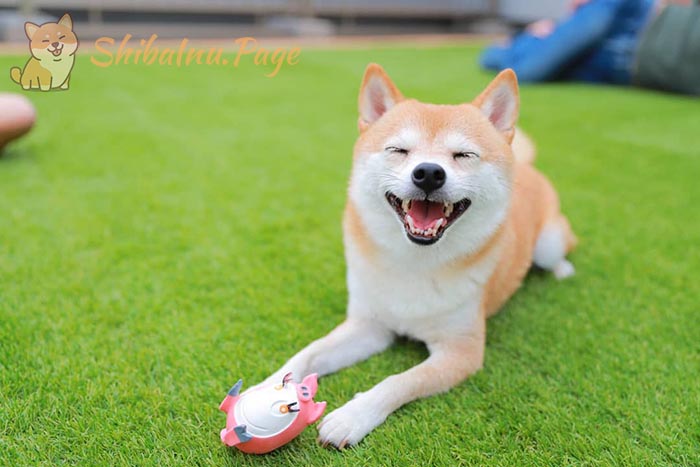Criar a tu Shiba Inu: Pautas profesionales para su socialización