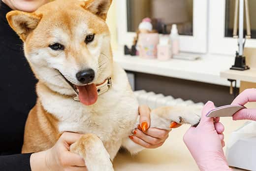 Cuidado de uñas en Shiba Inu: Herramientas para uñas sanas