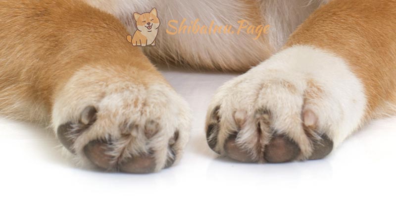 Cuidado de uñas para Shiba Inu: Atención adecuada para sus patas