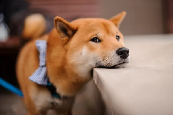 Cuidado impecable: secretos para mantener el pelaje de tu Shiba Inu