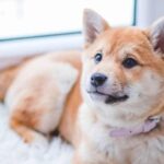 Cuidados especiales para el embarazo y parto de una Shiba Inu: Tips profesionales