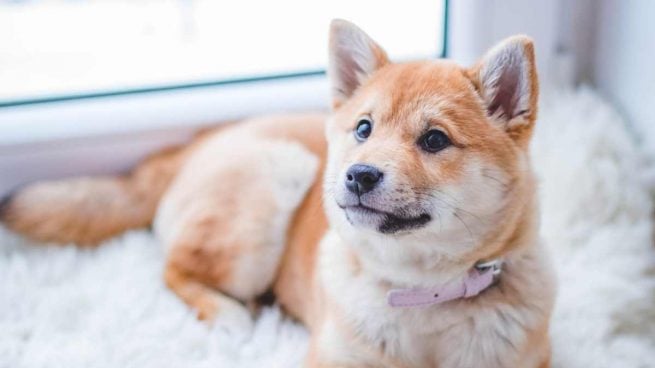 Cuidados especiales para el embarazo y parto de una Shiba Inu: Tips profesionales