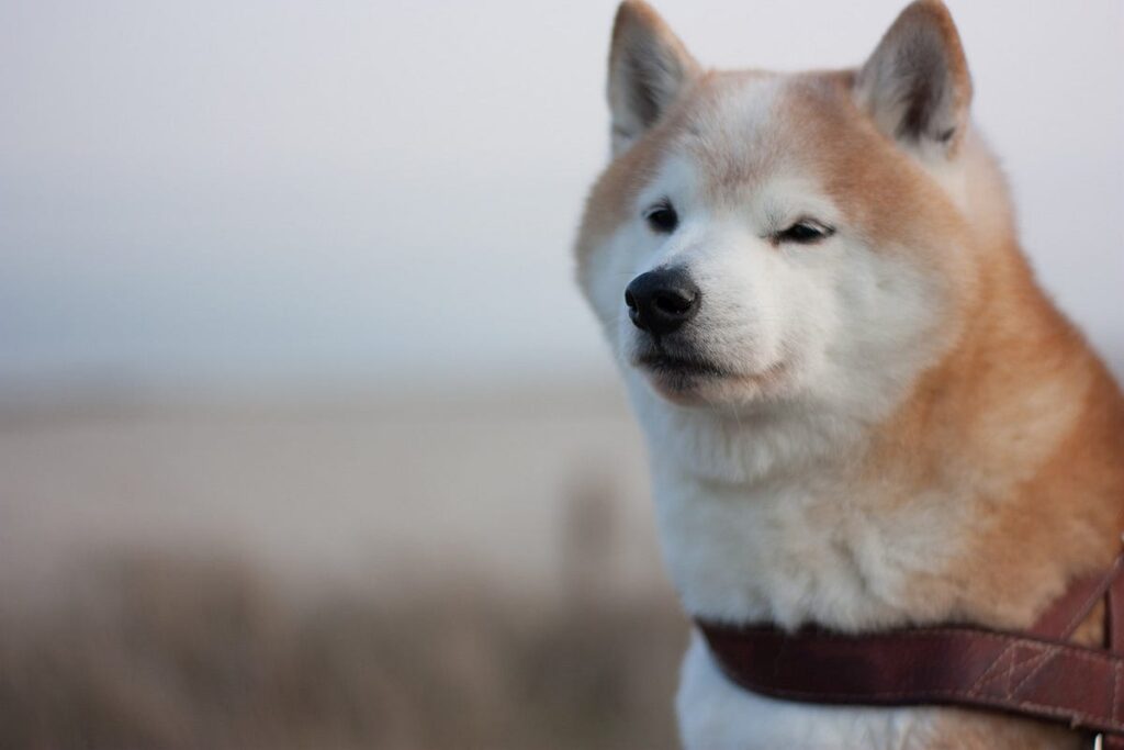 Cuidados veterinarios para Shiba Inu: Mantén a tu mascota sana y feliz