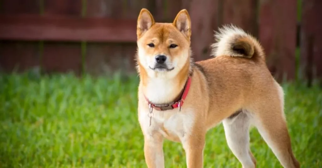 Descubre el encantador temperamento de los Shiba Inu