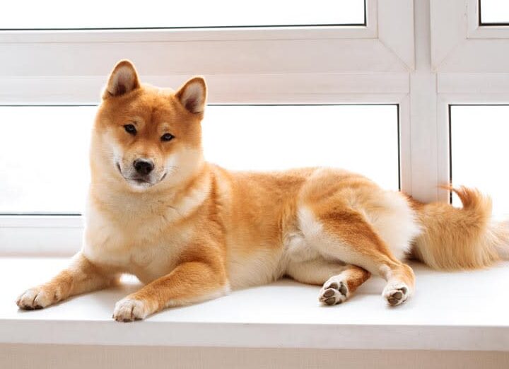 Descubre el fascinante comportamiento típico de un Shiba Inu