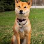 Descubre las características únicas del pelaje del Shiba Inu