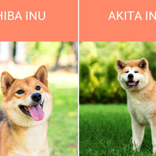 Descubre las diferencias físicas del Shiba Inu: análisis detallado de razas similares