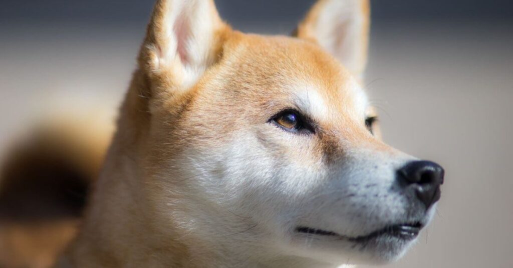 Detecta enfermedad en un Shiba Inu: cambios en comportamiento y apariencia