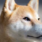 Detecta enfermedad en un Shiba Inu: cambios en comportamiento y apariencia