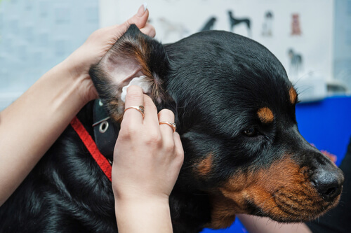 ¡Detecta una infección en las orejas de tu Shiba Inu! Guía completa