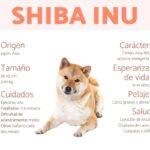 Diferencias de aspecto en Shiba Inu: Guía completa de machos y hembras