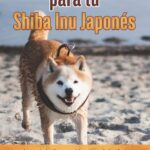 Domestica a tu Shiba Inu: Estrategias efectivas para enseñarle comandos básicos