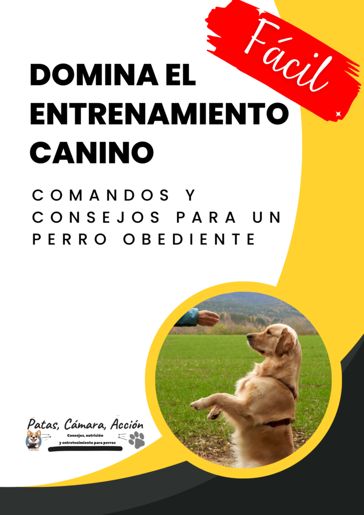 Domina el adiestramiento canino: Comandos básicos para tu Shiba Inu