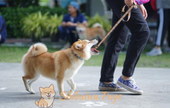 Domina el arte de pasear con tu Shiba Inu: técnicas para evitar tirones