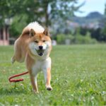 Domina la obediencia del Shiba Inu en X semanas: Adiestramiento profesional