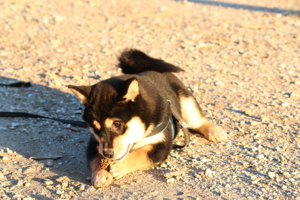 Domina la tendencia de escape en tu Shiba Inu: Consejos expertos