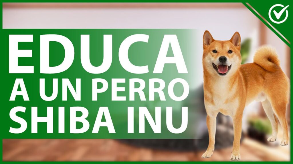 Entrena a tu Shiba Inu de forma efectiva: Consejos de expertos para superar desafíos