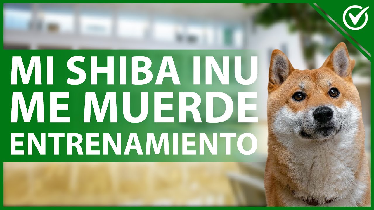 Entrenamiento de Shiba Inu: Tips profesionales para motivación eficaz