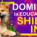 Entrenamiento del Shiba Inu: Consejos para motivarlo y tener éxito