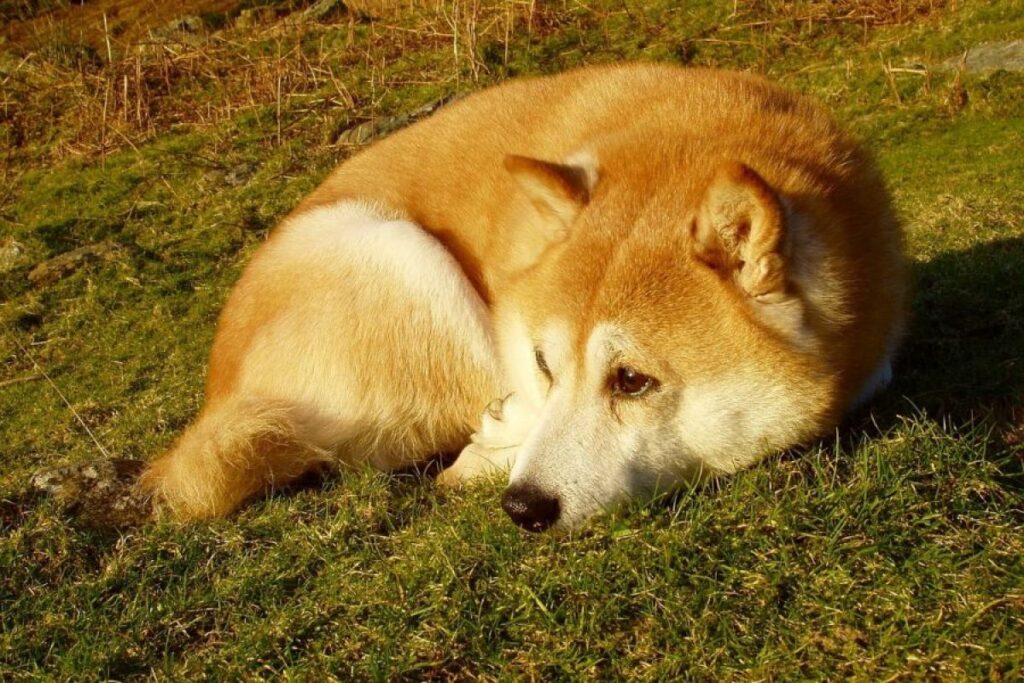 Entrenamiento profesional para Shiba Inu: Evita problemas de comportamiento