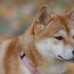 Evolución de la raza Shiba Inu: Descubre su transformación a lo largo del tiempo