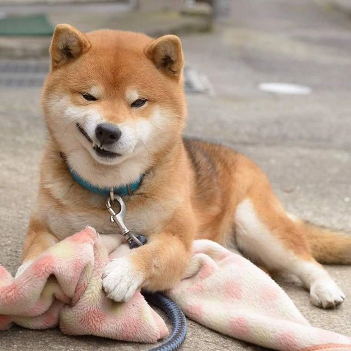 Famosos con Shiba inu: Descubre las celebridades que tienen esta adorable raza de perro