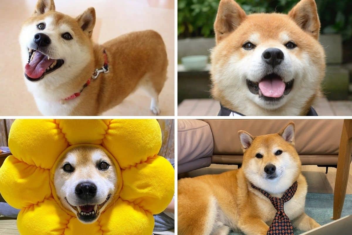 Famosos y Shiba Inu: Cantantes y sus adorables compañeros