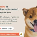 Guía de actividad física para Shiba Inu: Ejercicio ideal para tu perro