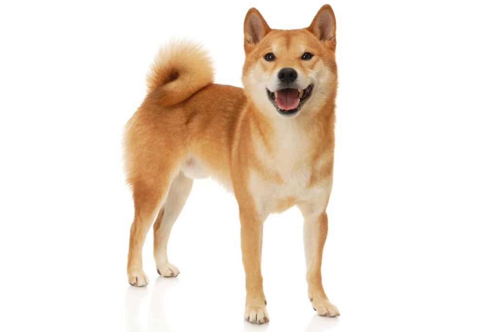 Guía: Relación de Shiba Inu con otros perros y animales domésticos